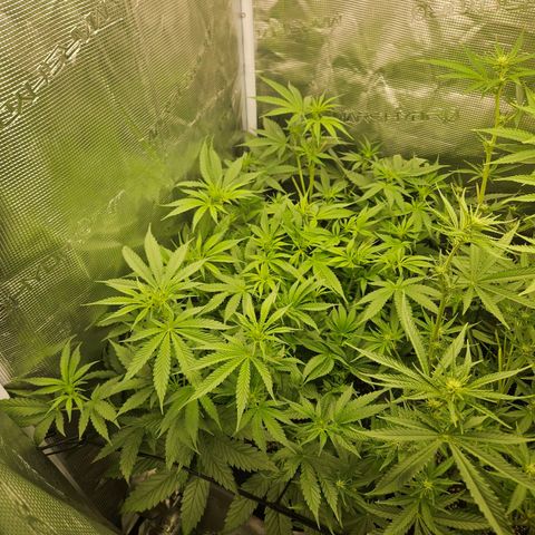 Gelato #44 RQS indoor growlog timeline photo