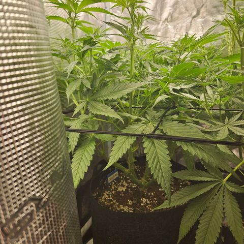 Gelato #44 RQS indoor growlog timeline photo