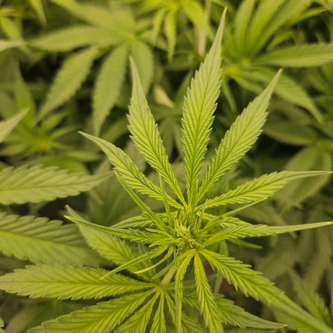 Gelato #44 RQS indoor growlog timeline photo