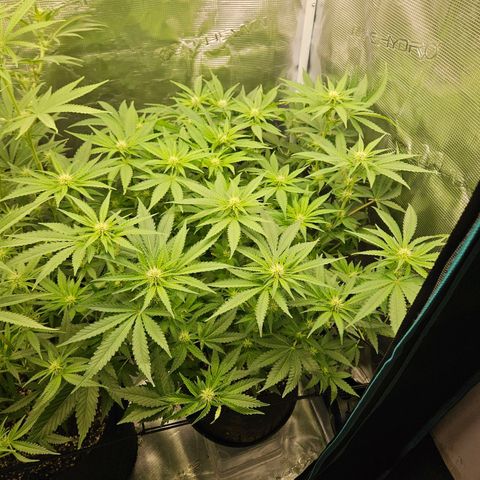 Critical (RQS) indoor growlog timeline photo