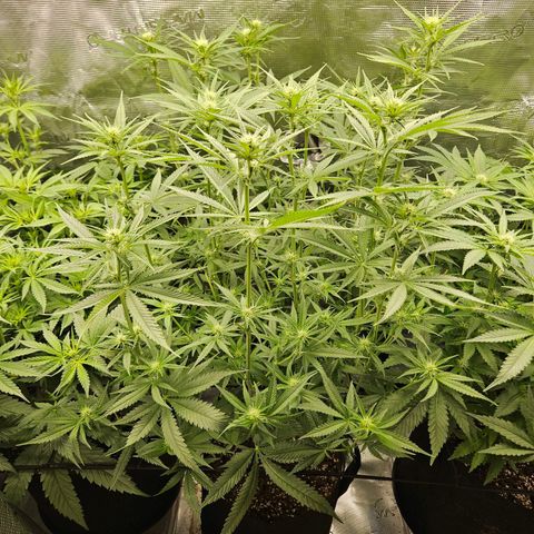 Biscotti (RQS) indoor  growlog timeline photo