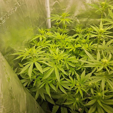 Gelato #44 RQS indoor growlog timeline photo