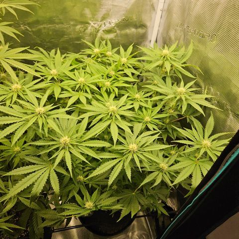 Critical (RQS) indoor growlog timeline photo