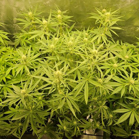 Biscotti (RQS) indoor  growlog timeline photo