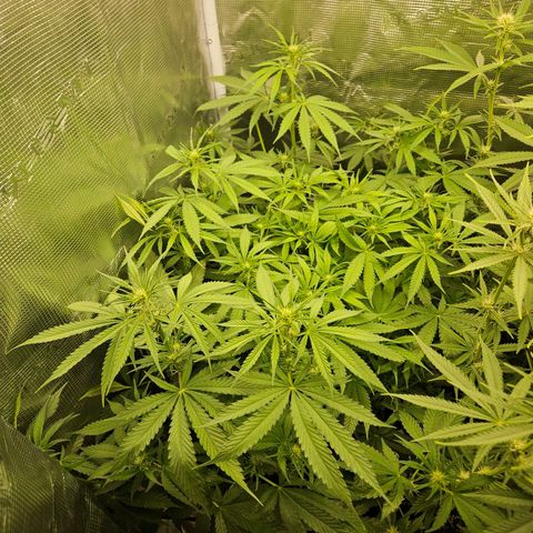 Gelato #44 RQS indoor growlog timeline photo