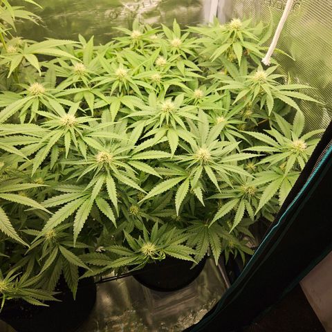 Critical (RQS) indoor growlog timeline photo
