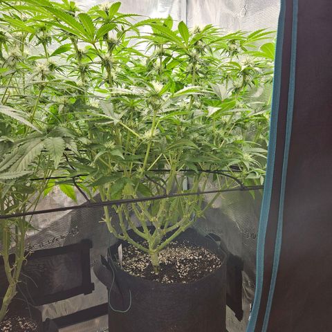 Critical (RQS) indoor growlog timeline photo