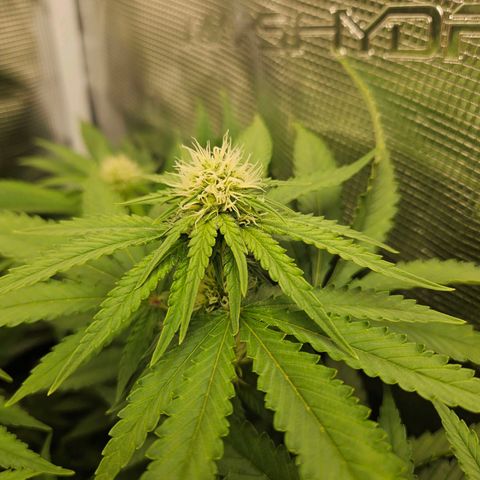 Critical (RQS) indoor growlog timeline photo