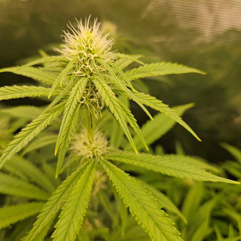 Biscotti (RQS) indoor  growlog timeline photo