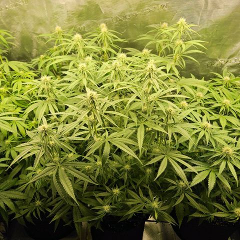 Biscotti (RQS) indoor  growlog timeline photo