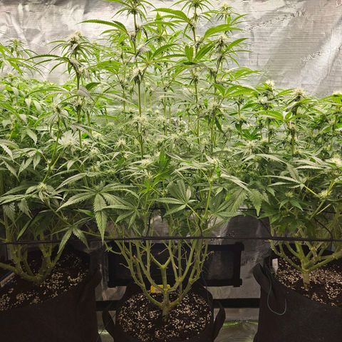 Biscotti (RQS) indoor  growlog timeline photo