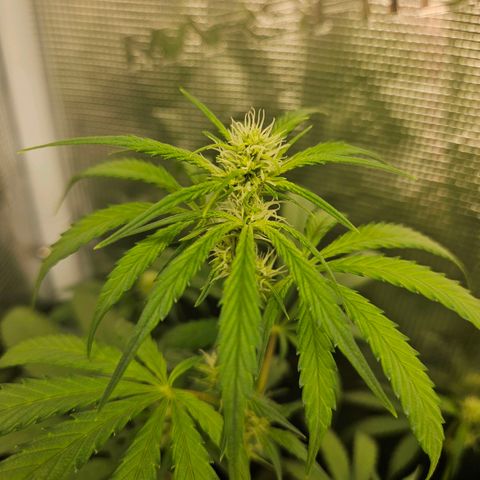 Gelato #44 RQS indoor growlog timeline photo