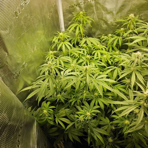 Gelato #44 RQS indoor growlog timeline photo