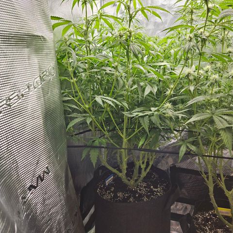 Gelato #44 RQS indoor growlog timeline photo