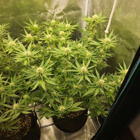 Critical (RQS) indoor growlog timeline photo