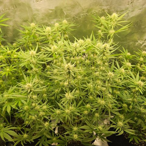 Biscotti (RQS) indoor  growlog timeline photo