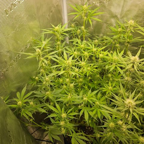 Gelato #44 RQS indoor growlog timeline photo