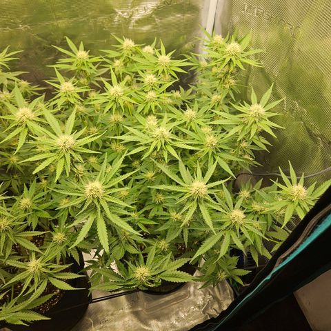 Critical (RQS) indoor growlog timeline photo
