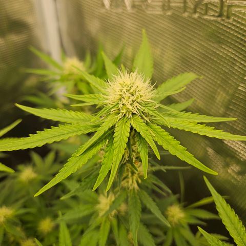 Critical (RQS) indoor growlog timeline photo