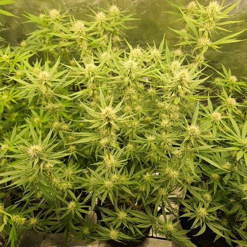 Biscotti (RQS) indoor  growlog timeline photo