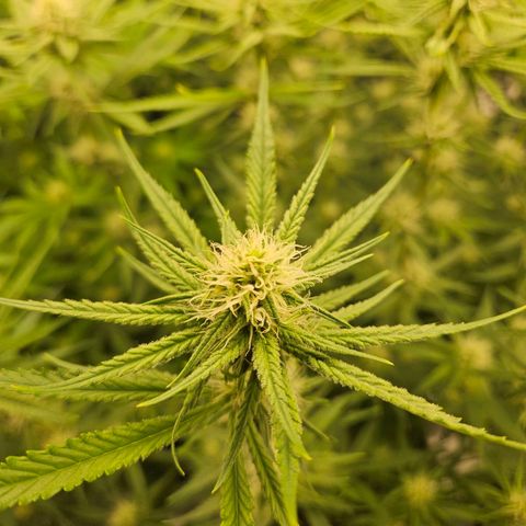Biscotti (RQS) indoor  growlog timeline photo
