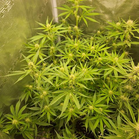 Gelato #44 RQS indoor growlog timeline photo