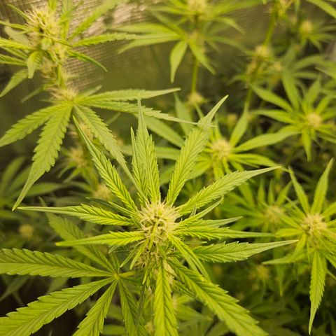 Gelato #44 RQS indoor growlog timeline photo