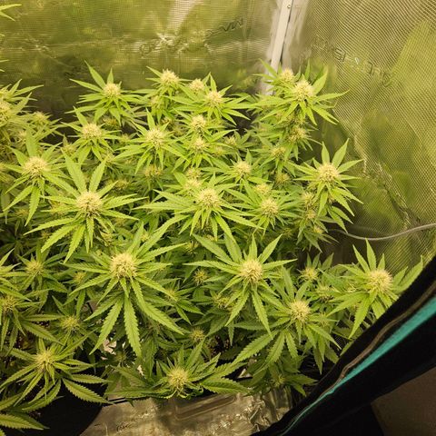Critical (RQS) indoor growlog timeline photo