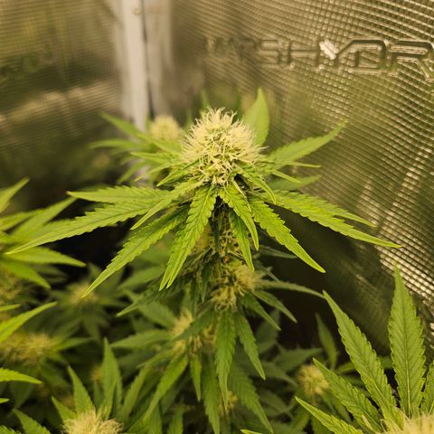 Critical (RQS) indoor growlog timeline photo