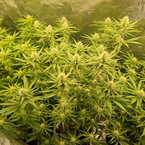 Biscotti (RQS) indoor  growlog timeline photo