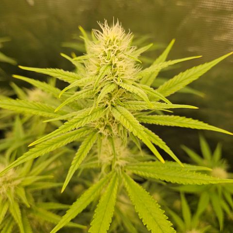 Biscotti (RQS) indoor  growlog timeline photo