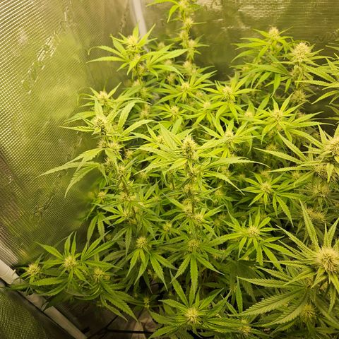 Gelato #44 RQS indoor growlog timeline photo