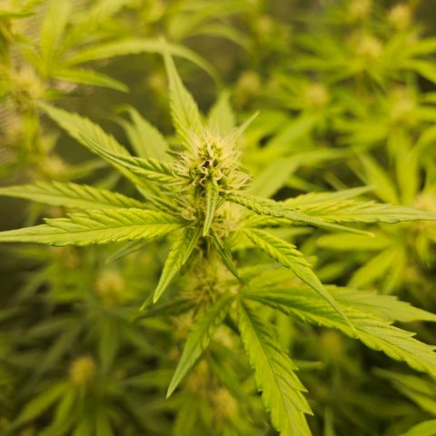 Gelato #44 RQS indoor growlog timeline photo