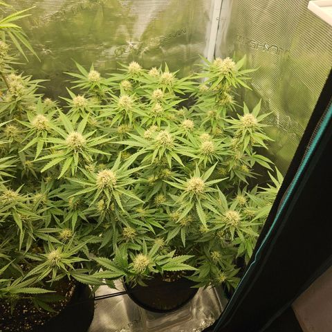 Critical (RQS) indoor growlog timeline photo