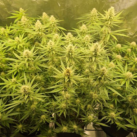 Biscotti (RQS) indoor  growlog timeline photo