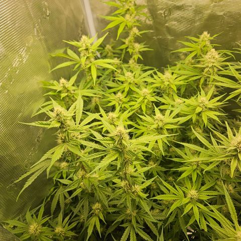 Gelato #44 RQS indoor growlog timeline photo