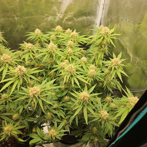 Critical (RQS) indoor growlog timeline photo