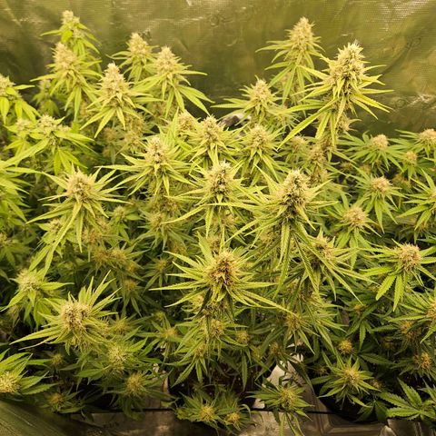 Biscotti (RQS) indoor  growlog timeline photo