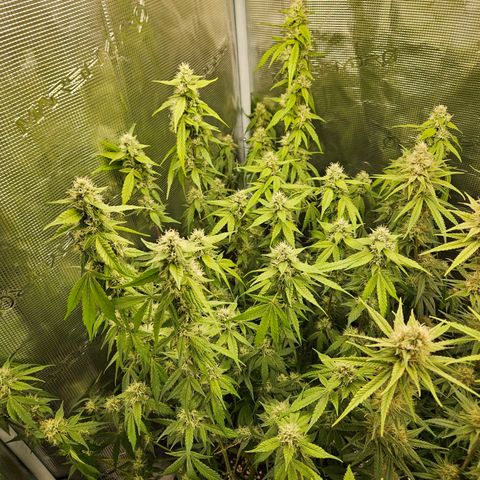 Gelato #44 RQS indoor growlog timeline photo