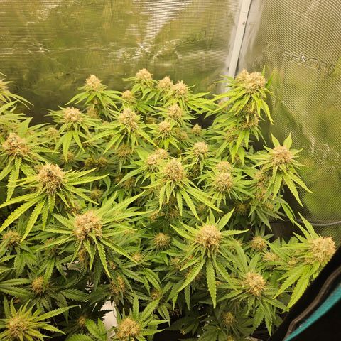Critical (RQS) indoor growlog timeline photo