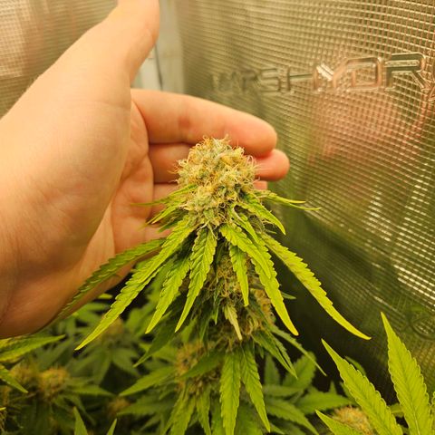 Critical (RQS) indoor growlog timeline photo