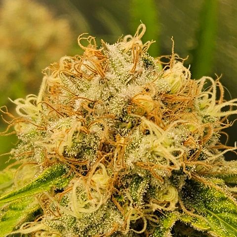 Critical (RQS) indoor growlog timeline photo