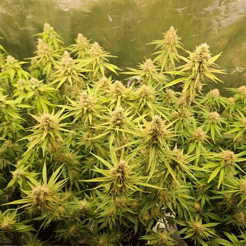 Biscotti (RQS) indoor  growlog timeline photo
