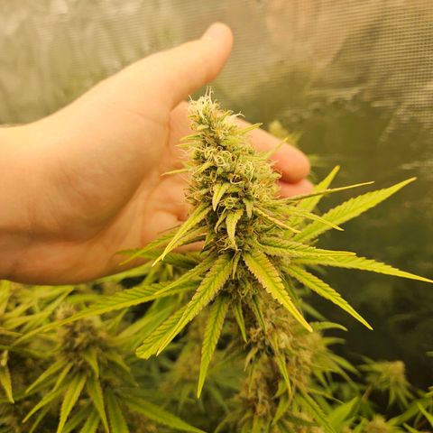 Biscotti (RQS) indoor  growlog timeline photo