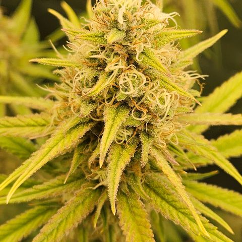 Biscotti (RQS) indoor  growlog timeline photo