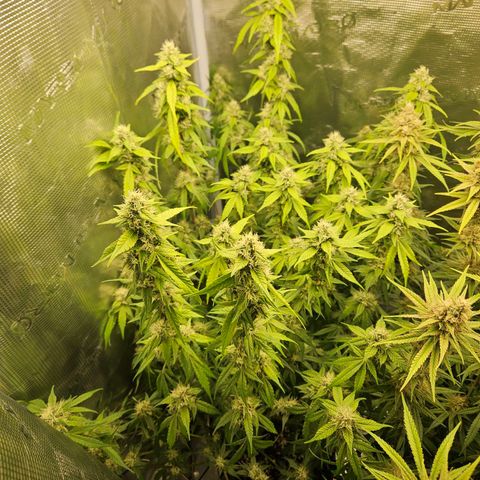 Gelato #44 RQS indoor growlog timeline photo