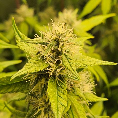 Gelato #44 RQS indoor growlog timeline photo