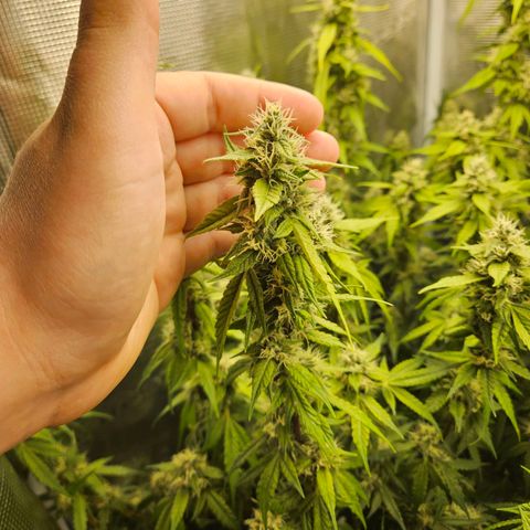 Gelato #44 RQS indoor growlog timeline photo