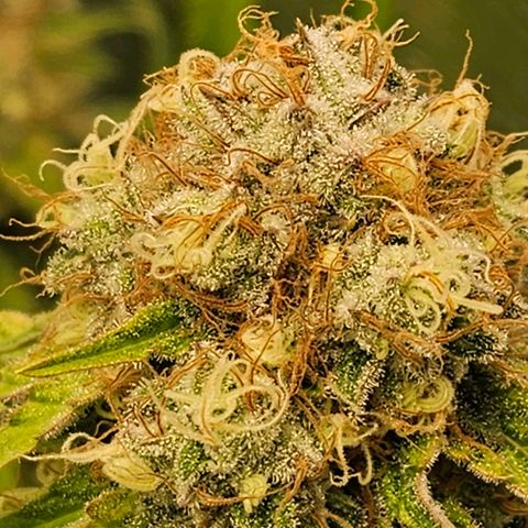 Critical (RQS) indoor growlog timeline photo