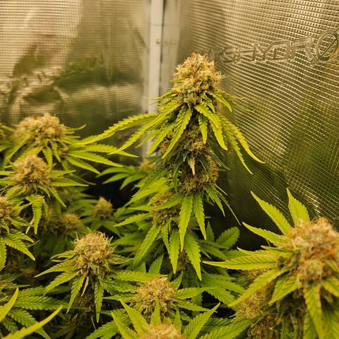 Critical (RQS) indoor growlog timeline photo